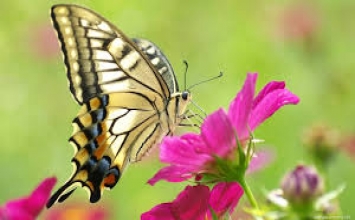 Những điều nam giới bị ràng buộc